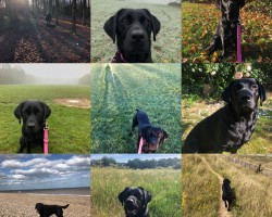 “Whatever the weather, my dog Luna connects me to nature on a daily basis. I love the sights and sounds of all the seasons. Some days I don’t always feel like going for a walk, but there’s no choice when you have a dog, and I always feel better for having gone, rain or shine!”
- Submitted by Emma Warren (Nurse)